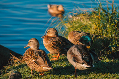 Ducks in a lake