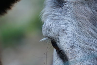 Close-up of a horse