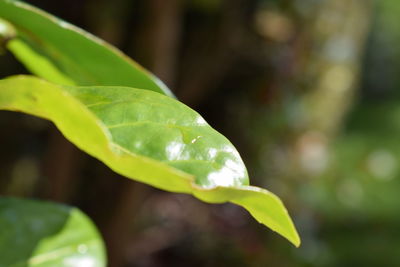 Close-up of insect on leaf