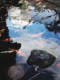 Reflection of clouds in water