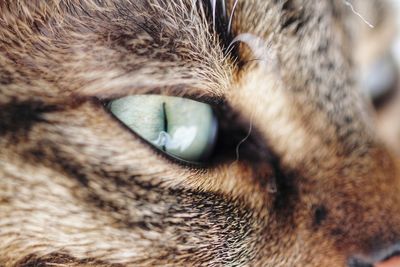 Close-up of cat eye