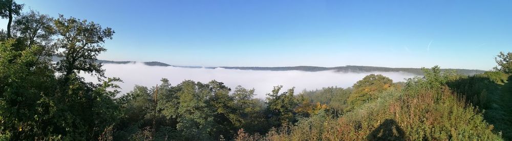 Panoramic view of trees and plants against sky