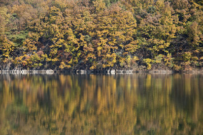 Scenic view of lake in forest