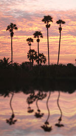 Silhouette palm trees against sky during sunset