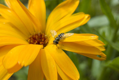 Close-up of bee on yellow flower