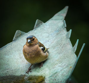 Close-up of bird perching on wood