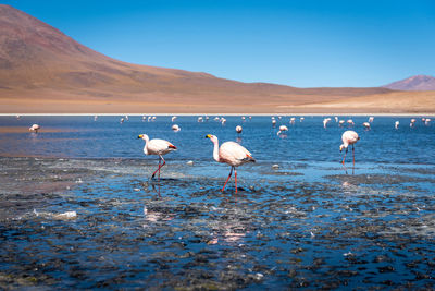 Flamingos in lake