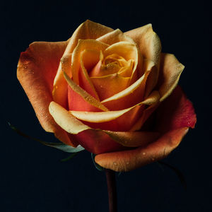 Close-up of rose against black background