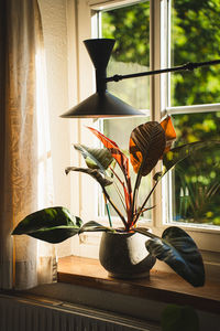 Potted plant on table at home