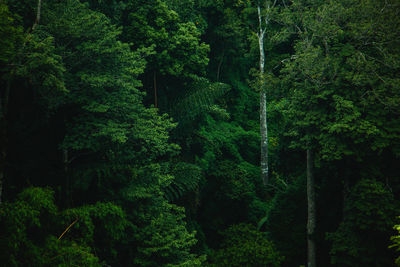 Scenic view of forest