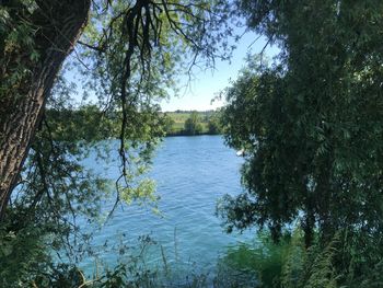 Scenic view of river in forest against sky