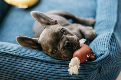 Beautiful french bulldog puppy lies in a blue couch