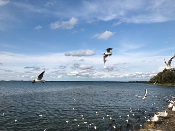 Seagulls flying over sea against sky