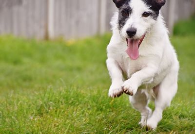 Close-up of dog on grassy field