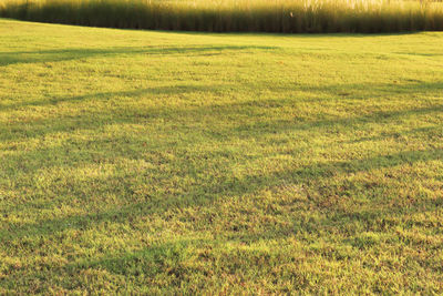 Scenic view of field