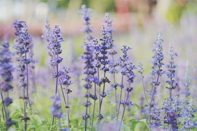 Close-up of purple flowers