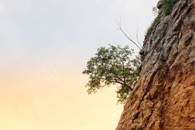 Low angle view of tree against sky