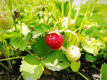 Close-up of strawberry growing on plant in field