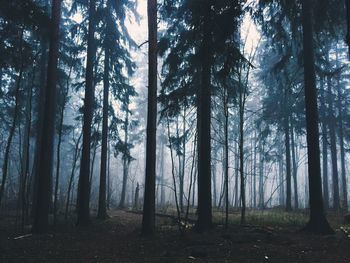 Trees growing in forest