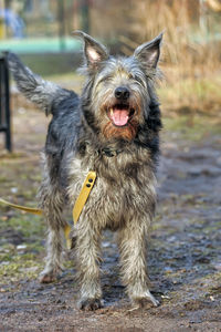 Portrait of dog standing outdoors