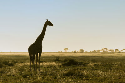 Giraffe in safari park in africa