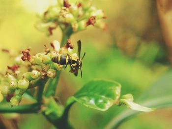 Close-up of insect on plant