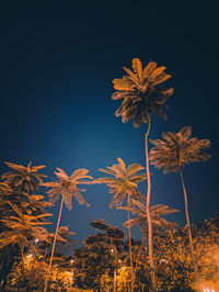 Low angle view of coconut palm tree against sky at night