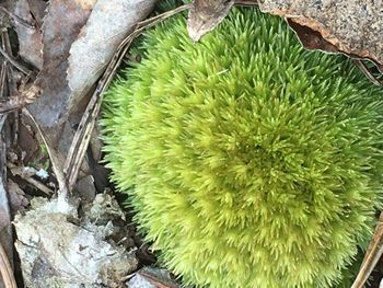 Close-up of cactus plant