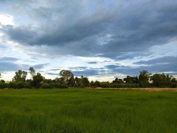 Scenic view of field against sky