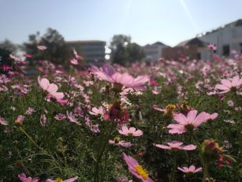 Close-up of pink flowering plants on field