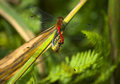 Close-up of dragonfly on plant