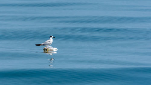 Seagull on a sea