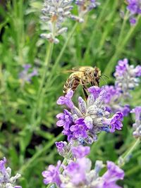 Honey bee pollinating on purple flower