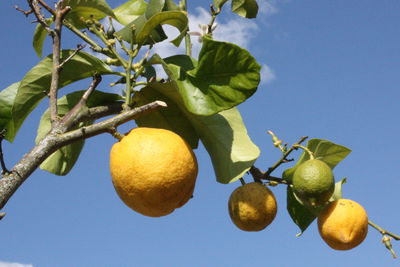 Low angle view of lemon tree against blue sky