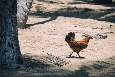 Chicken running over the sand of a beach