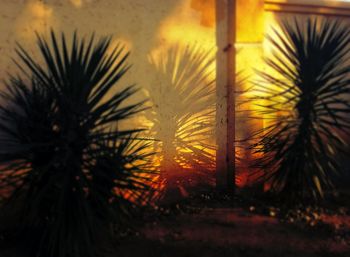 Palm trees at sunset