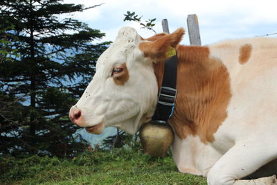 Close-up of cow relaxing on field