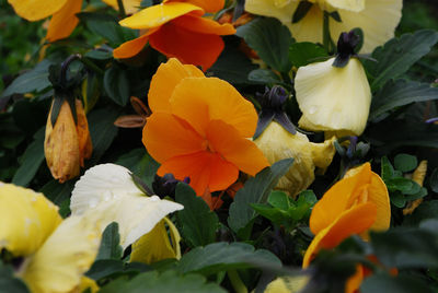 Close-up of yellow flowers blooming outdoors