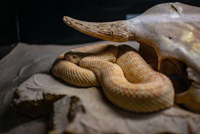 Close-up of snake