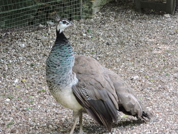 Close-up of peacock