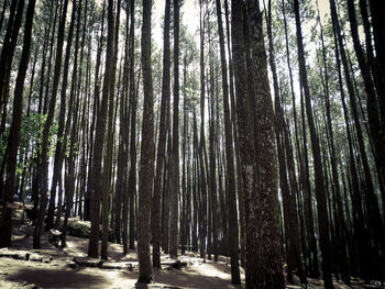 Pine trees growing in forest