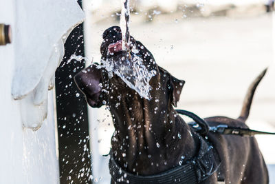 Close-up of dog splashing water