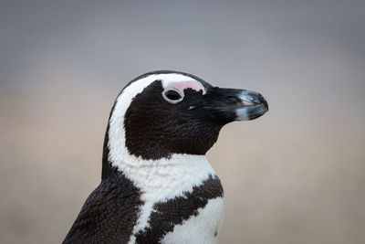 African penguins at seaforth beach colony in cape town, south africa