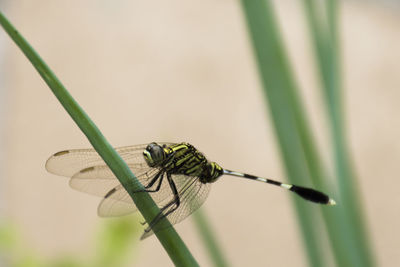 Close-up of dragonfly on leaf