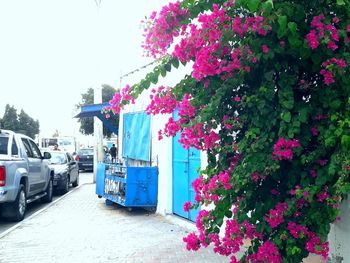 Flower tree against sky