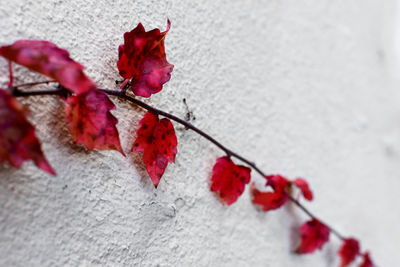 Close-up of red berries on plant