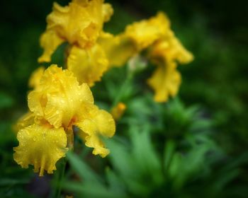 Close-up of yellow flowering plant