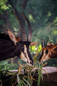 Close-up of deer