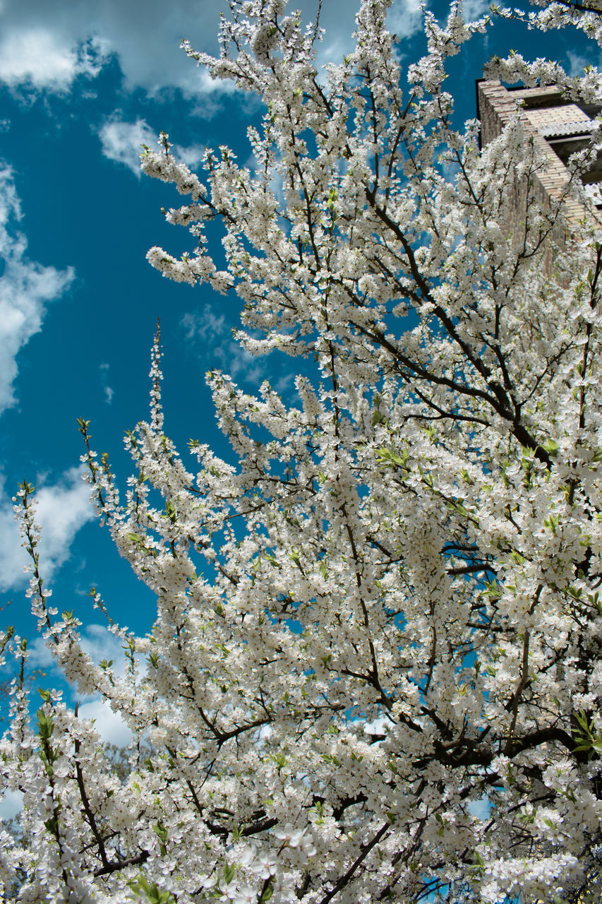 LOW ANGLE VIEW OF CHERRY BLOSSOM TREE