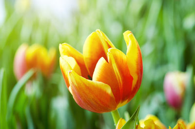 Close-up of yellow tulip blooming outdoors